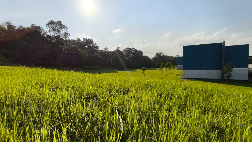 The treeline of Springleaf Forest bordering Upper Thomson Road (Parcel A) and Springleaf MRT Station